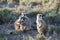 Meerkats in Africa, four meerkats curious facing photographer