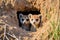 meerkats alert at the entrance of their burrow