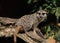 Meerkats. Animals of the Nature Park of CabÃ¡rceno