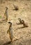 Meerkats catching sun