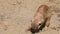 Meerkats digging in the sand