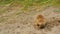 Meerkats digging in the sand