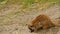 Meerkats digging in the sand