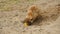 Meerkats digging in the sand