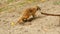 Meerkats digging in the sand