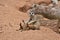 Meerkats Family, Mother Meerkat is feeding her Baby Meerkats