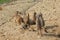 Meerkats family on the sand.