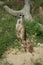 meerkats family standing on the land