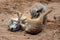 The meerkats fight for territory. Meerkats or suricates play fighting in the sand