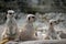 Meerkats in fota wildlife park