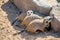 Meerkats group