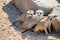 meerkats group