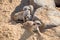 Meerkats group hiding behind the rocks