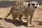Meerkats Kgalagadi Transfrontier Park