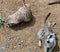 Meerkats life in the Zoo.Cute animal.