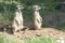 Meerkats, looking in one direction