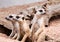 Meerkats looking for something