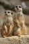 Meerkats on lookout