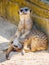 Meerkats lying side by side on a sandy surface