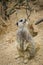 Meerkats mongoose observing