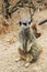 Meerkats mongoose observing