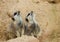 Meerkats mongoose observing