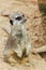 Meerkats mongoose observing