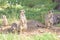 Meerkats, natural behavior, watching for enemies