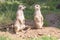 Meerkats, natural behavior, watching for enemies