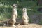 Meerkats, natural behavior, watching for enemies