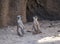 meerkats play in artificial zoo area