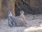 meerkats play in artificial zoo area