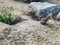 Meerkats playing in the sand