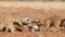 Meerkats playing on the sand, Kalahari dese