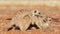 Meerkats playing on the sand, Kalahari dese