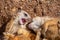 Meerkats playing and showing their teeth