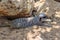 Meerkats relaxing afternoon on sand under the sun