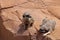 Meerkats relaxing on red rocks