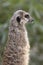 Meerkats resting in a zoo