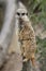 Meerkats resting in a zoo