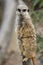 Meerkats resting in a zoo