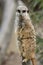 Meerkats resting in a zoo