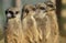 Meerkats in a row