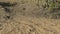 Meerkats running on dirt