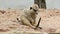 Meerkats sit on sand and sleeping
