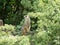 Meerkats sitting on a branch with green leaves around it