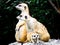 Meerkats sitting on the mound to reconnaissance