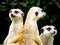 Meerkats sitting on the mound to reconnaissance