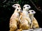 Meerkats sitting on the mound to reconnaissance