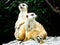 Meerkats sitting on the mound to reconnaissance